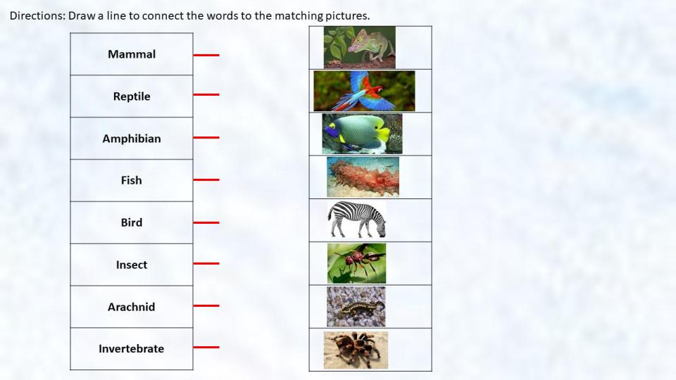 animal classification vocabulary digital activities