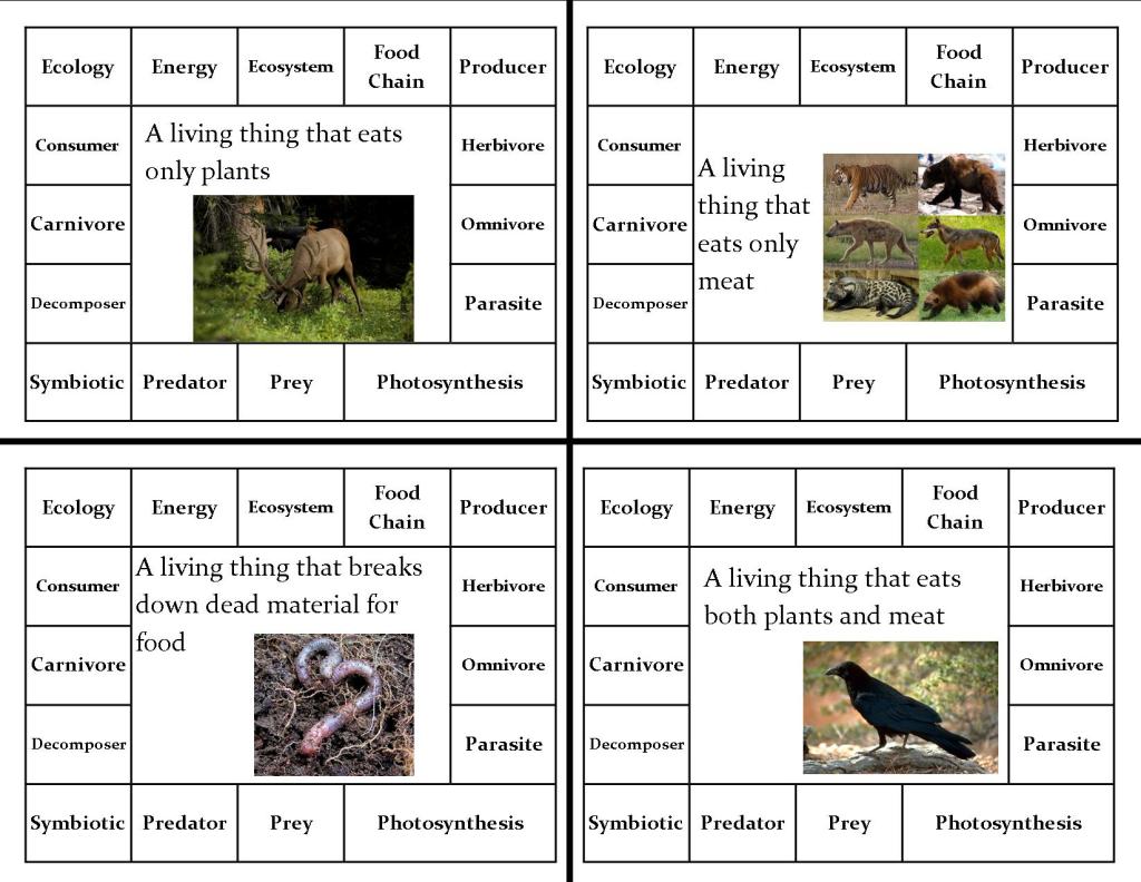 ecology vocabulary clip cards